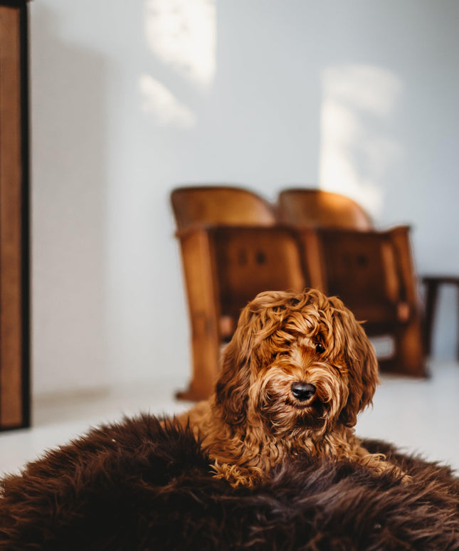 Oval Natural Sheepskin Pet Bed - Chocolate Brown-4