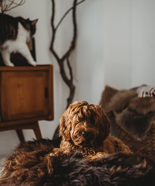 Oval Natural Sheepskin Pet Bed - Chocolate Brown-3