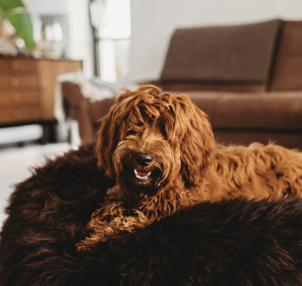 Oval Natural Sheepskin Pet Bed - Chocolate Brown-0