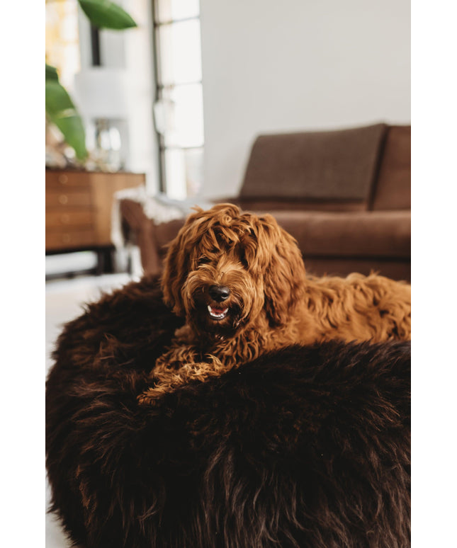 Oval Natural Sheepskin Pet Bed - Chocolate Brown-0