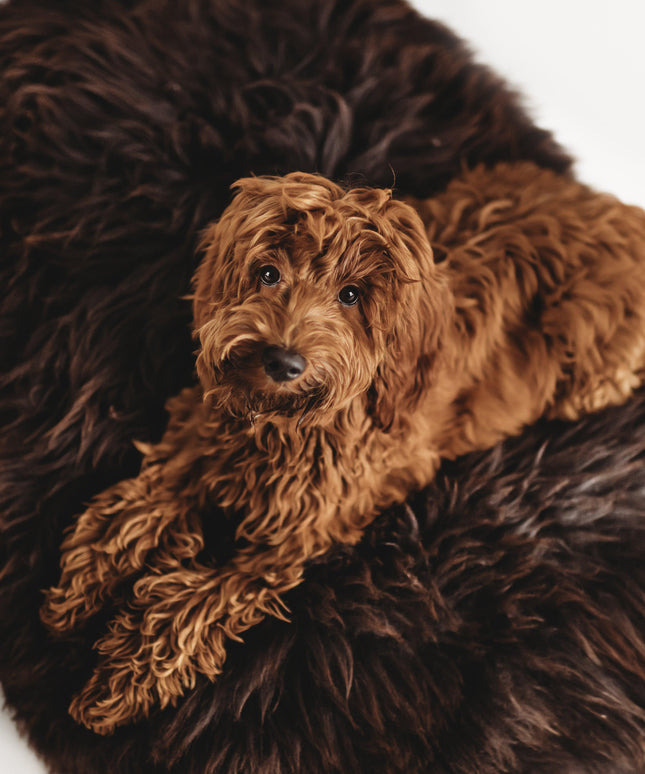 Oval Natural Sheepskin Pet Bed - Chocolate Brown-1