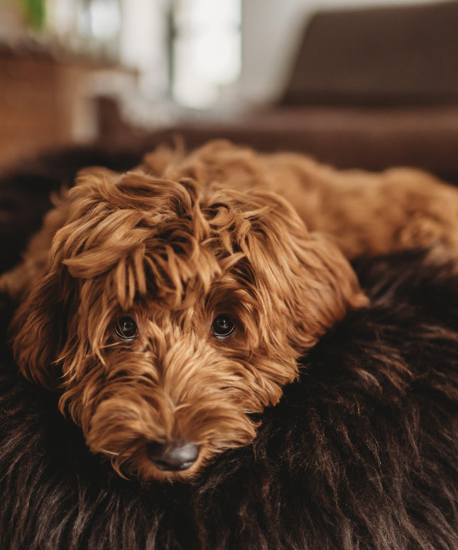 Oval Natural Sheepskin Pet Bed - Chocolate Brown-2