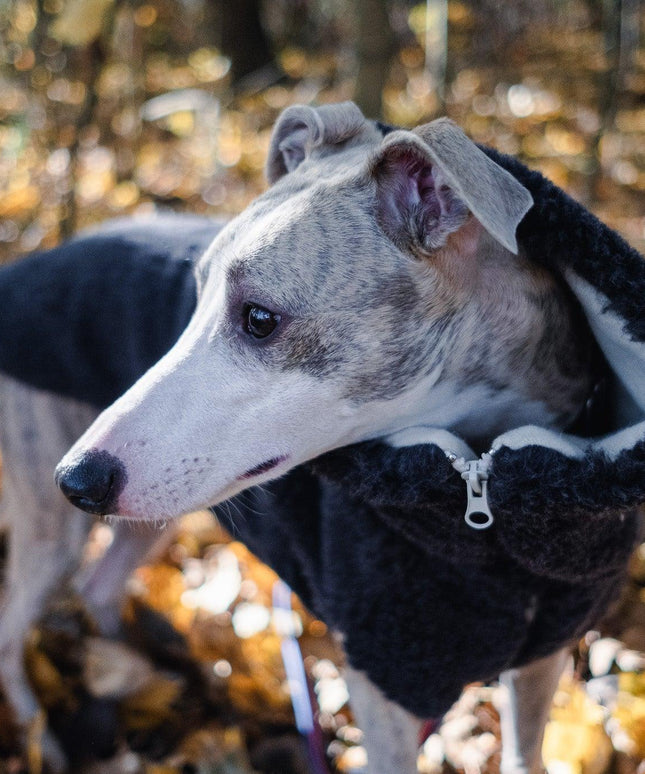 Woolen Dog Vest - Charcoal-2