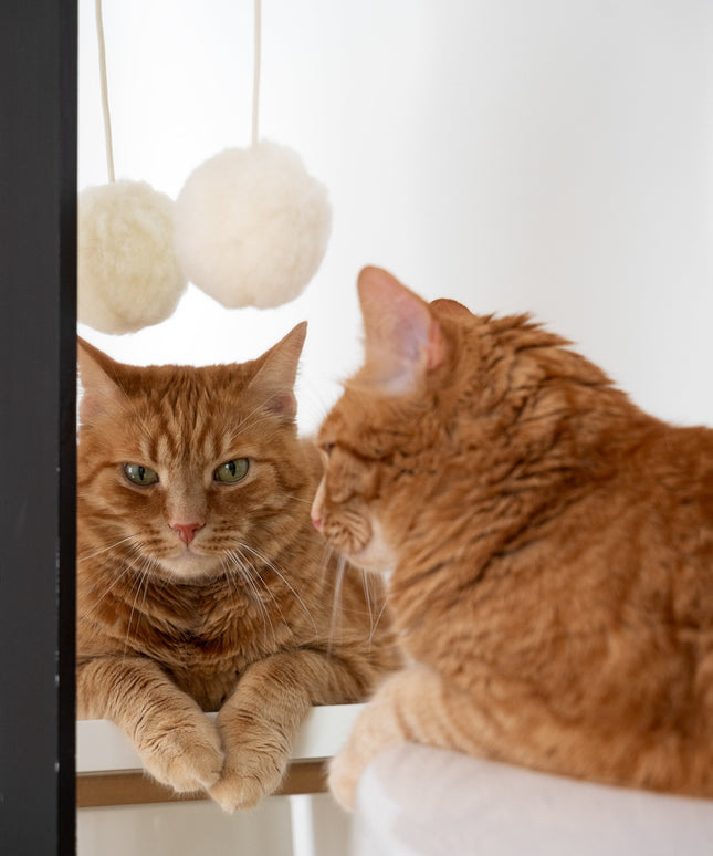 Natural Woolen Cat Toy: Ball-1
