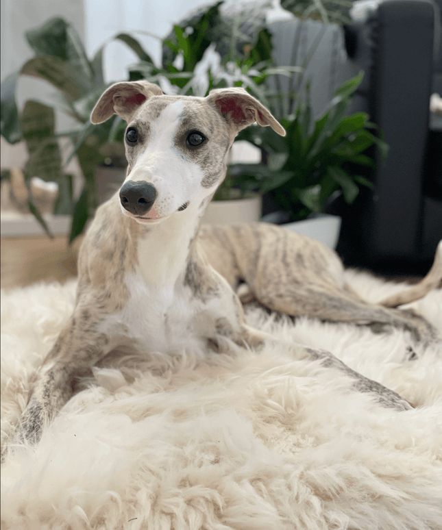 Square or Rectangular Natural Sheepskin Pet Mat - White-4