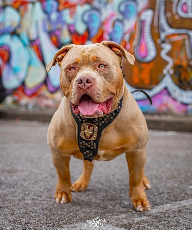 Irondog Harness-1