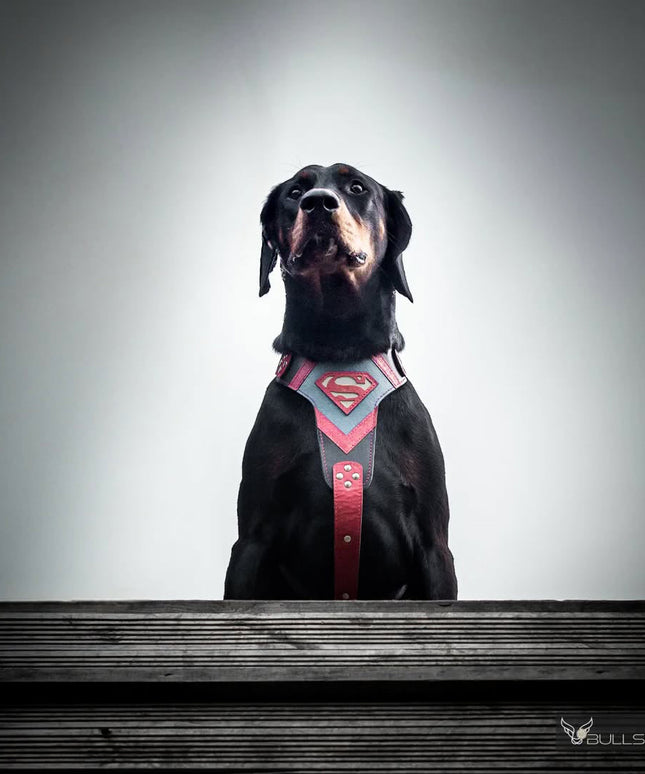 Superdog Harness-3
