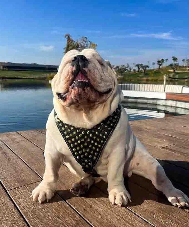 The "Gladiator" harness Gold/Silver-2