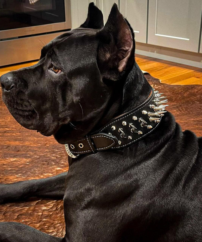 The "Big Boy" collar-1