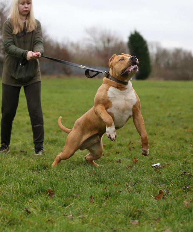 BESTIA DOG SPORT dual handle leash black-3