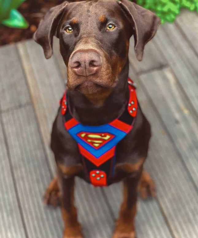 Superdog Harness-1