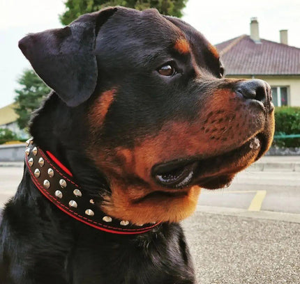 "Boston" collar