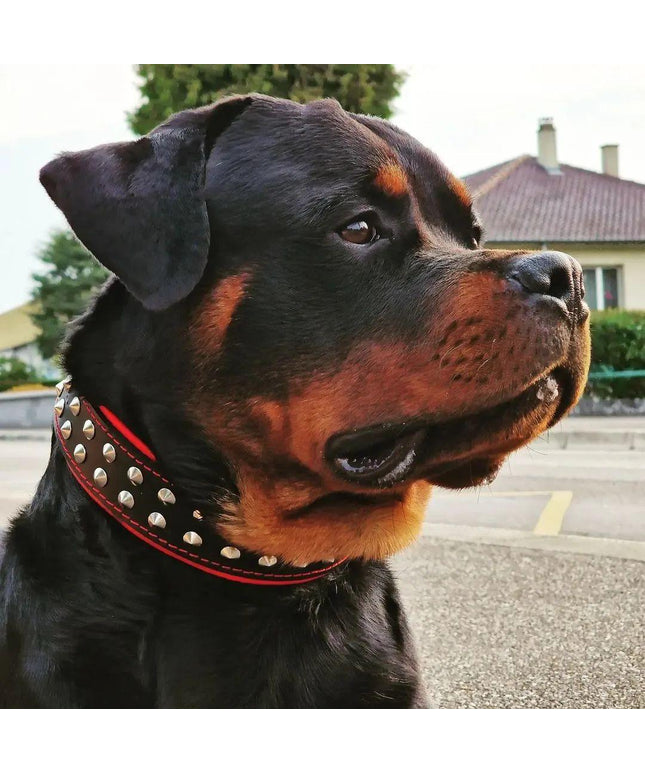 "Boston" collar