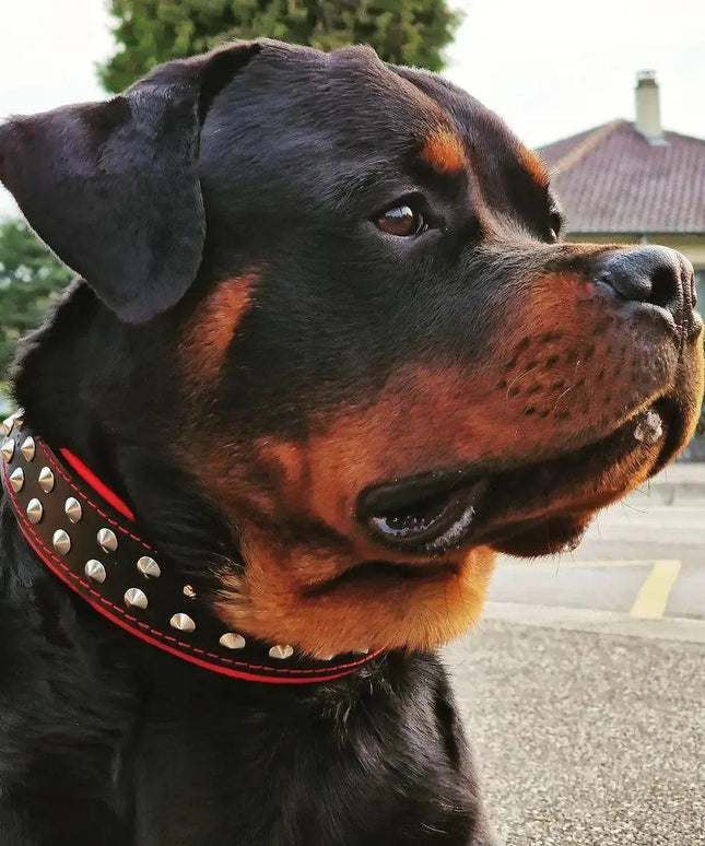"Boston" collar-4