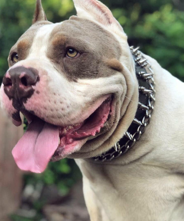 "Danger" collar-2