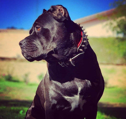 "Frenchie" collar-3