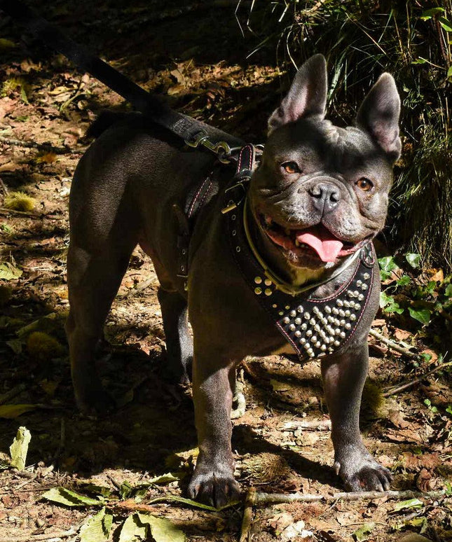'Frenchie'' studded leather harness Small to Medium Size-1