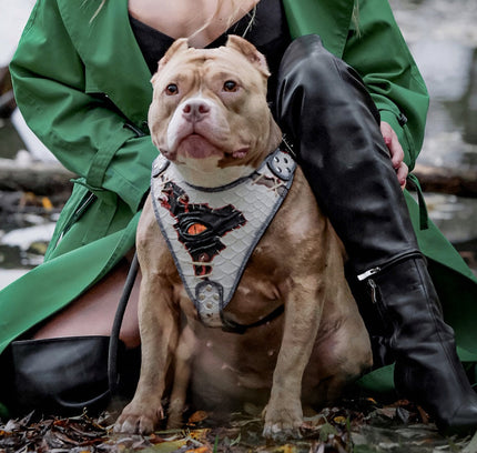 El arnés “Ojo de Dragón” ¡LIMITADO! 