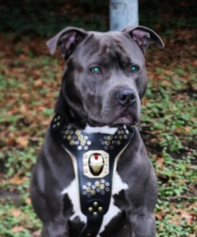 Irondog Harness-2