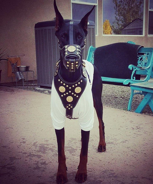 'Maximus'' Basket Muzzle Black & Gold-1