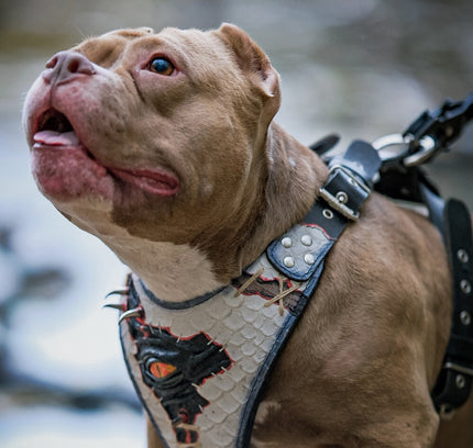 El arnés “Ojo de Dragón” ¡LIMITADO! 