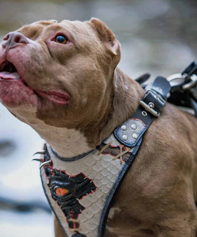 El arnés “Ojo de Dragón” ¡LIMITADO! 