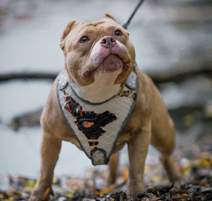 El arnés “Ojo de Dragón” ¡LIMITADO! 