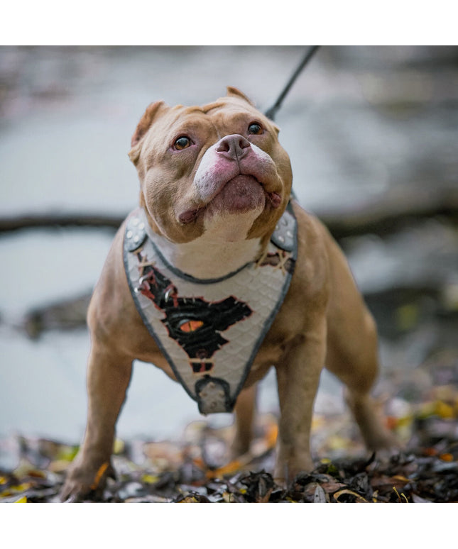 El arnés “Ojo de Dragón” ¡LIMITADO! 