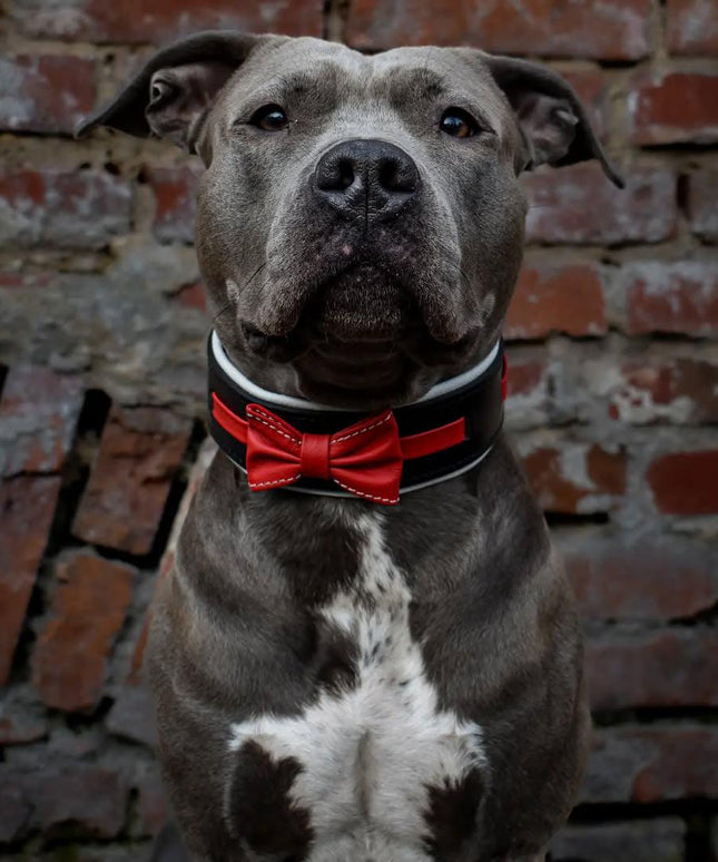 The "Bowtie" collar black-1