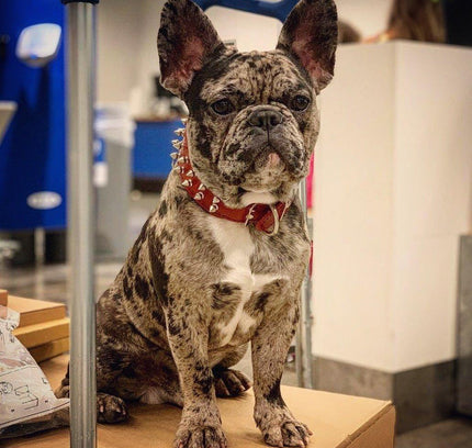 Red "Frenchie" collar-2