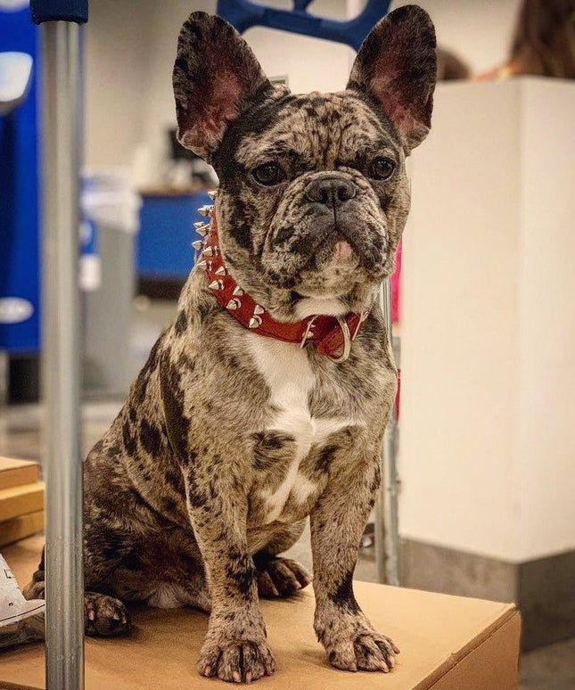 Red "Frenchie" collar-2