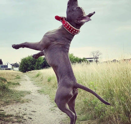 Red "Frenchie" collar-1