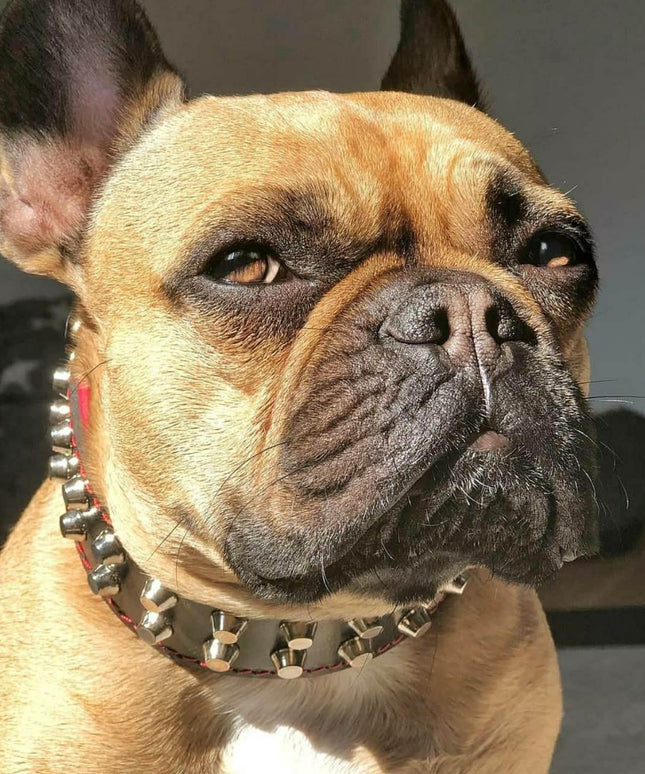 "Rocky" collar-1