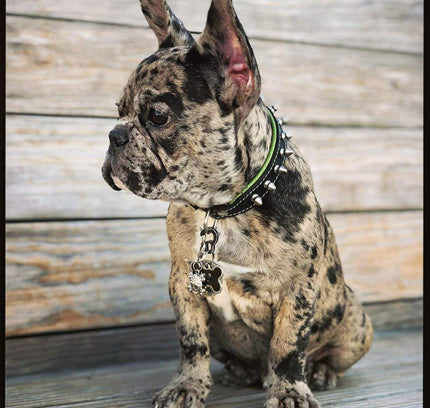 "Spiky" collar-1