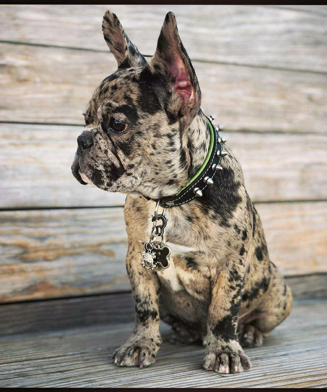 "Spiky" collar-1