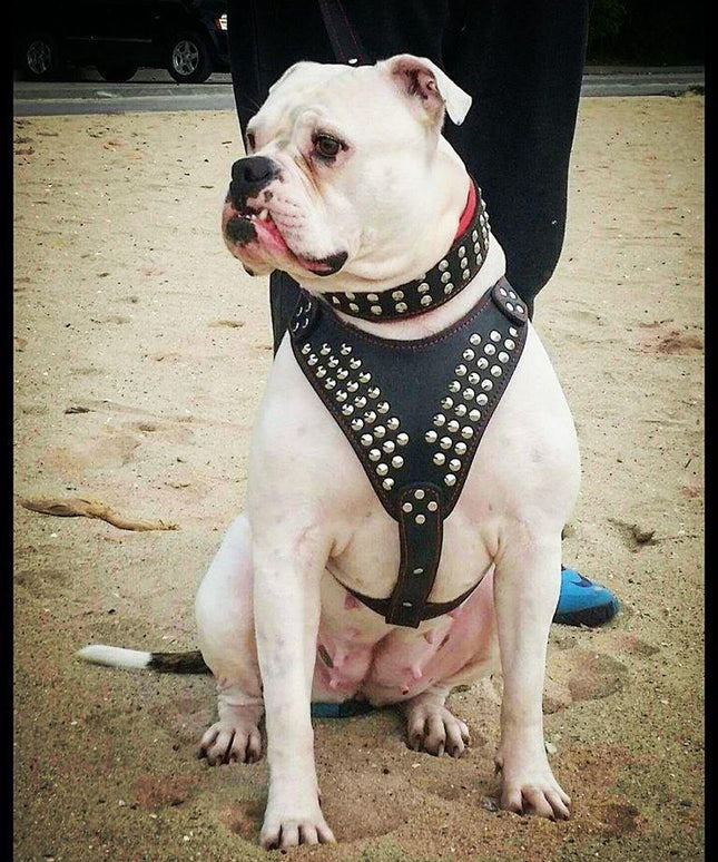 "Star" harness