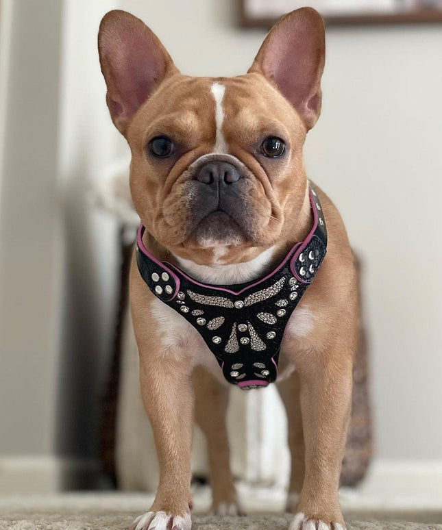 The ''Ariel'' harness Small to Medium Size-2