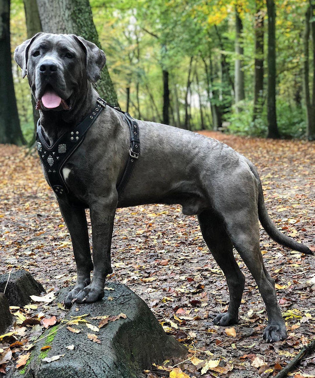 The "Aztec" BLACK harness-1