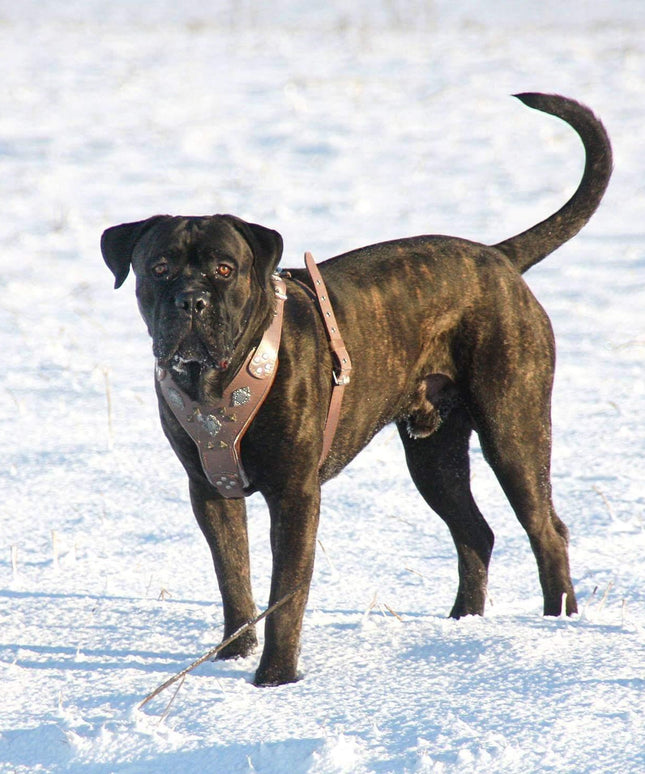 The "Aztec" Grey Harness-1