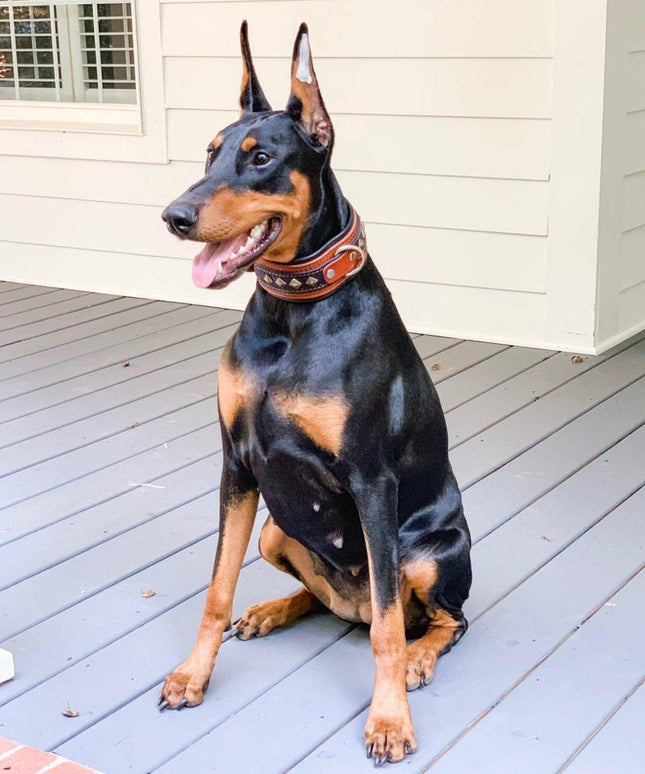 The "Balteus" brown collar-1