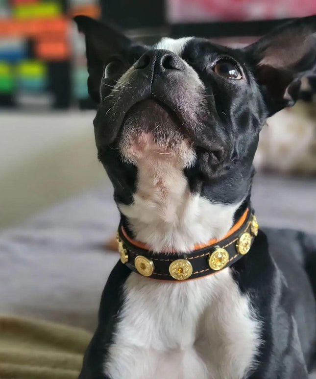 The "Bijou" handmade puppy collar-3