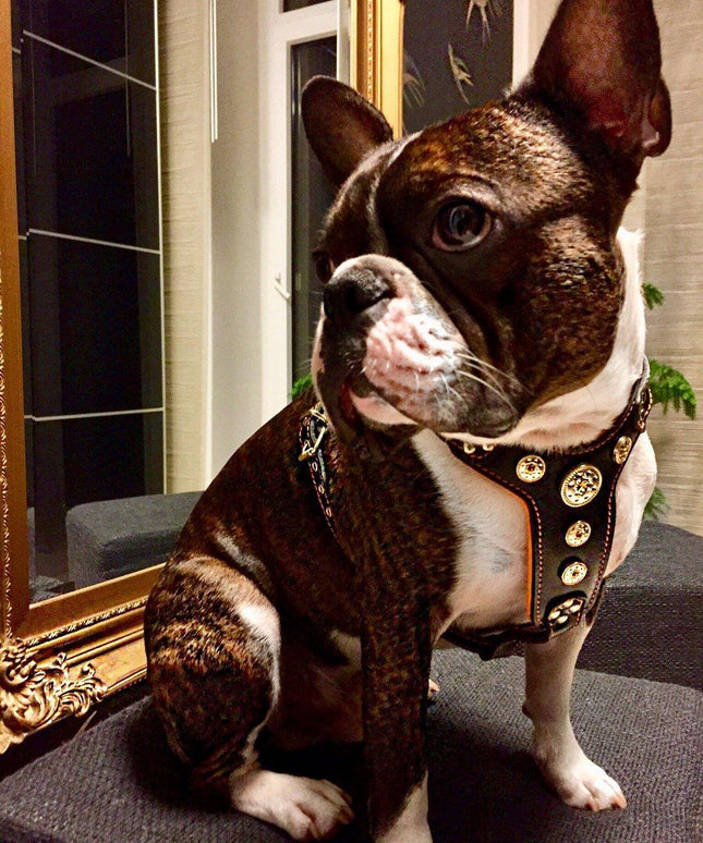 The ''Bijou'' harness Black & Orange Small to Medium Size-1