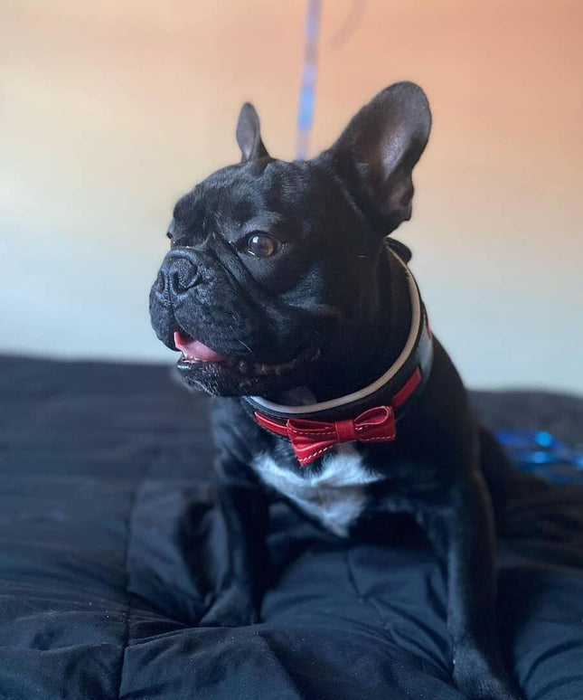 The "Bowtie" collar black-3