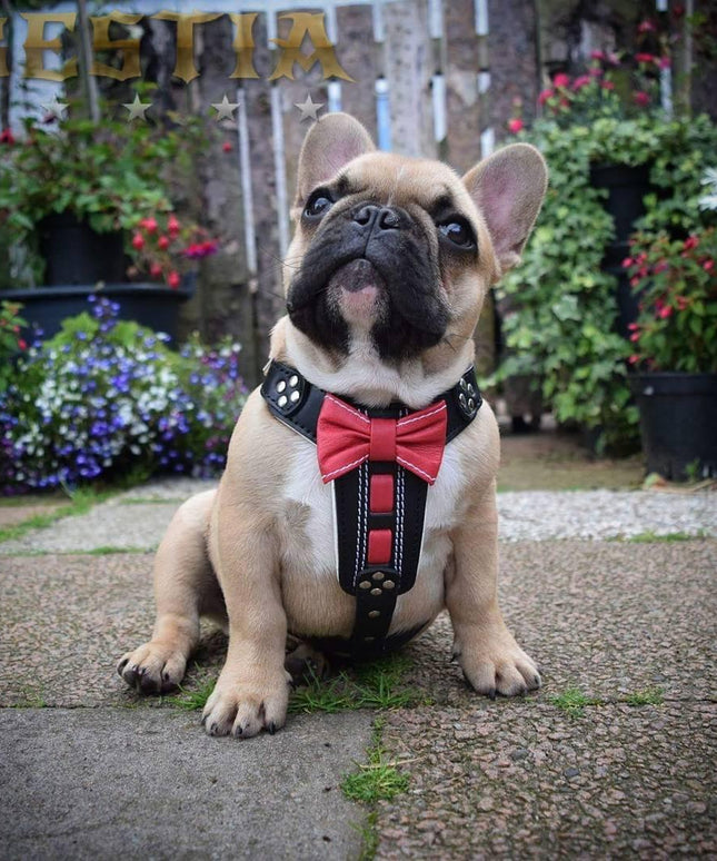 The "Bowtie" handmade leather harness black Small to Medium Size-2