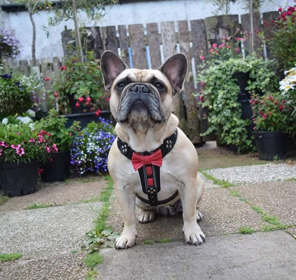 The "Bowtie" leather harness brown Small to Medium Size
