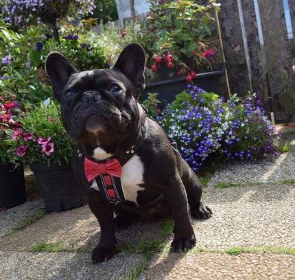 The "Bowtie" leather harness brown Small to Medium Size