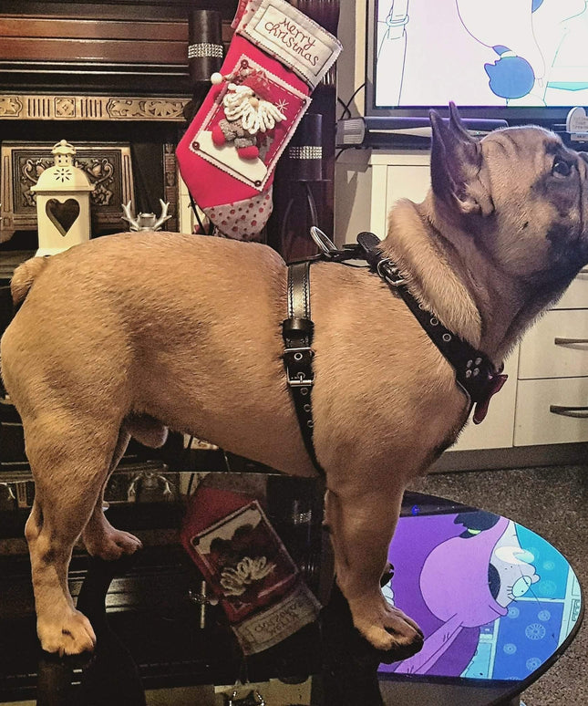 The "Bowtie" leather harness brown Small to Medium Size-4