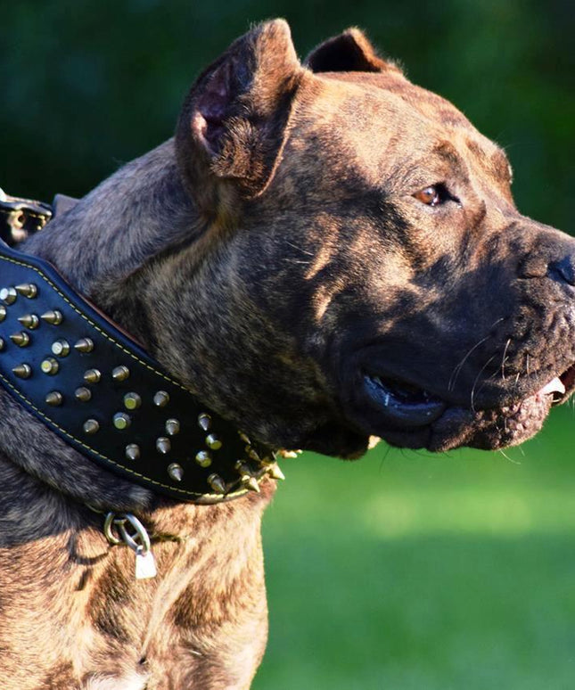 The "Crown" collar Black-1