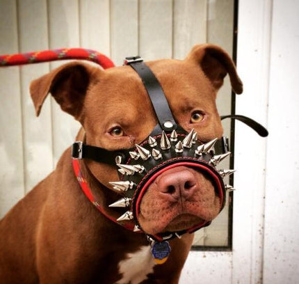 The "Danger" muzzle-1