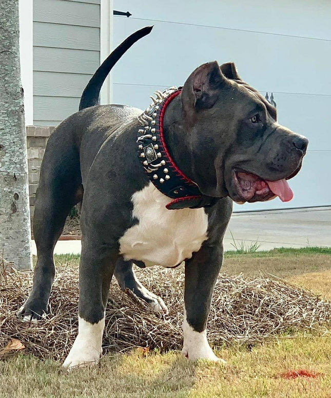 the "DAVID" hand stitched 3.15 inch wide show collar-3